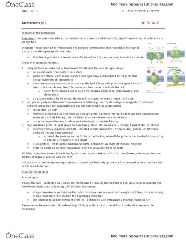 BIO 1140 Lecture Notes - Lecture 7: Exocytosis, Antiporter, Aquaporin thumbnail
