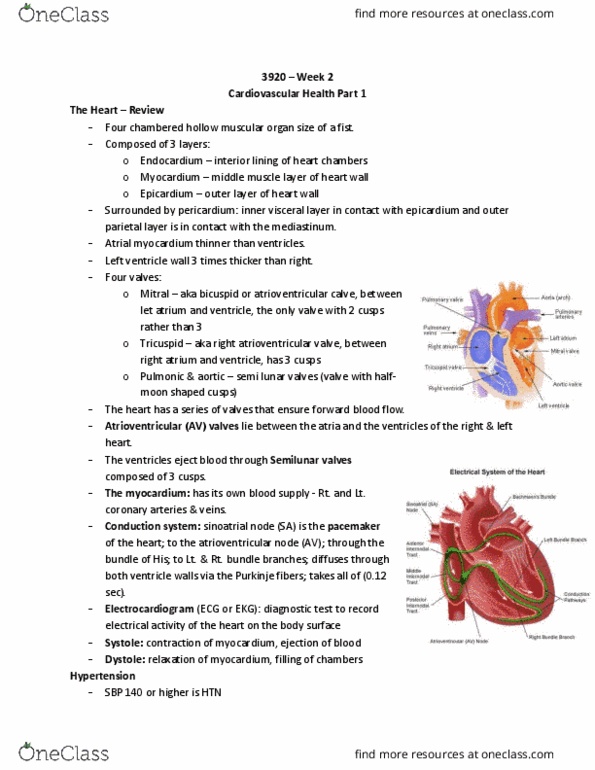 Nursing 3920A/B Lecture Notes - Lecture 2: Anterior Interventricular Branch Of Left Coronary Artery, Perfusion, Calcium Channel Blocker thumbnail