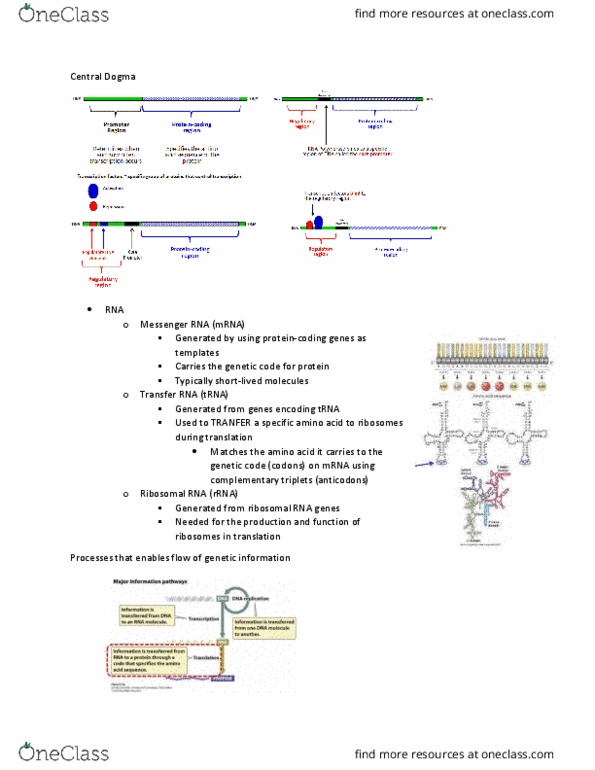 MBG 1000 Lecture Notes - Lecture 4: Peptide, Start Codon, Covalent Bond thumbnail