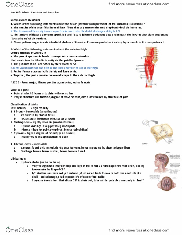 Anatomy and Cell Biology 3319 Lecture Notes - Lecture 26: Sesamoid Bone, Bursitis, Mechanical Advantage thumbnail