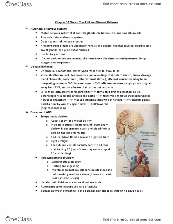 KINS 1024 Chapter Notes - Chapter 15: Bronchiole, Cyclic Adenosine Monophosphate, Muscarinic Acetylcholine Receptor thumbnail