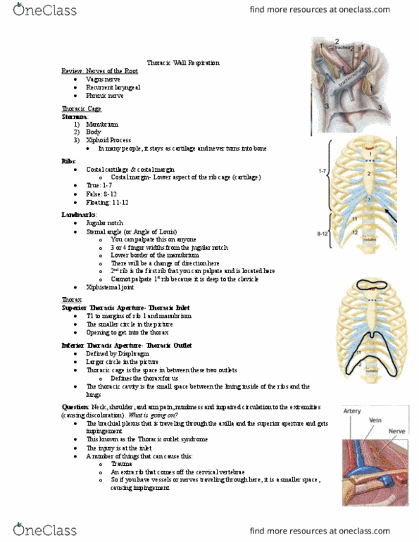 Anatomy and Cell Biology 2221 Lecture Notes - Lecture 8: Thoracic Duct, Suspensory Ligament, Referred Pain thumbnail