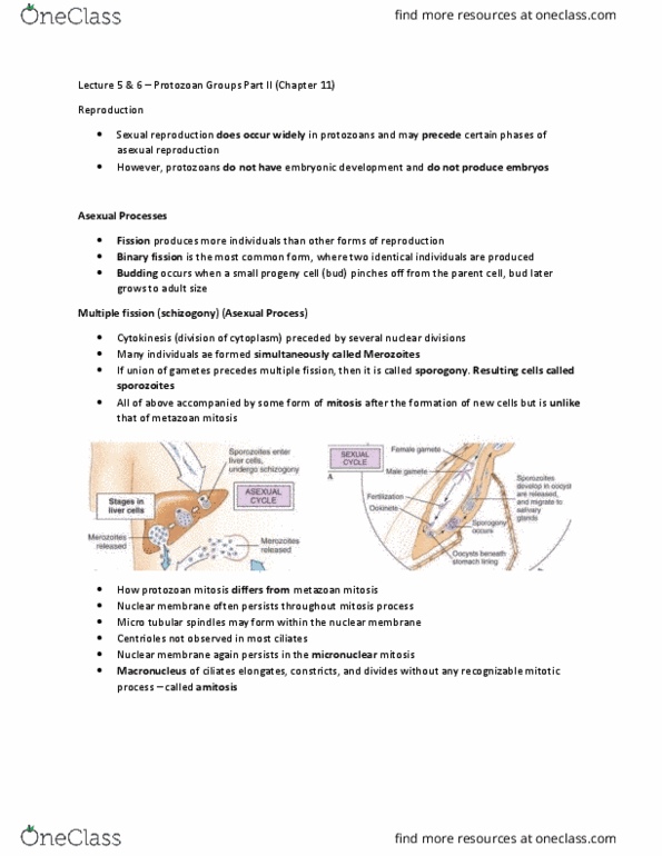 BI256 Lecture Notes - Lecture 5: Dinoflagellate, Reproduction, Intracellular Parasite thumbnail