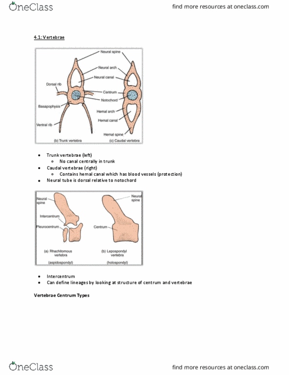 BIO 3158 Lecture Notes - Lecture 5: Vertebral Column, Haemal Arch, Cervical Vertebrae thumbnail