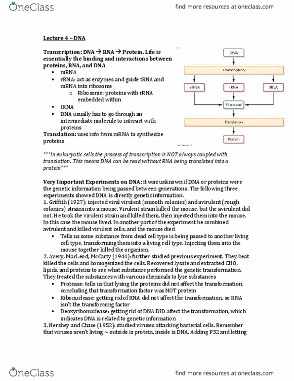 BIOL 401 Lecture Notes - Lecture 4: Nucleic Acid, Dna Extraction, Somatic Cell thumbnail