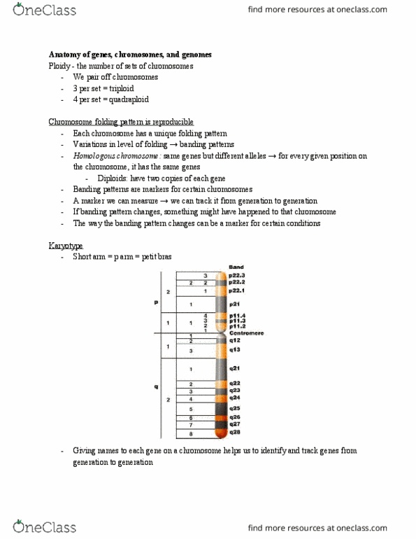 BIO 2133 Lecture Notes - Lecture 7: Noncoding Dna, Euchromatin, Intron thumbnail