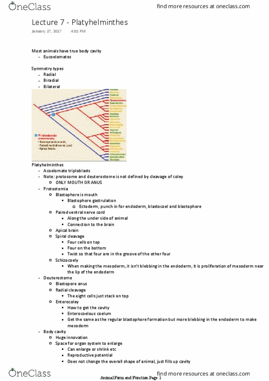 BIO 2135 Lecture Notes - Lecture 7: Ventral Nerve Cord, Anatomical Terms Of Location, Hydrostatic Skeleton thumbnail