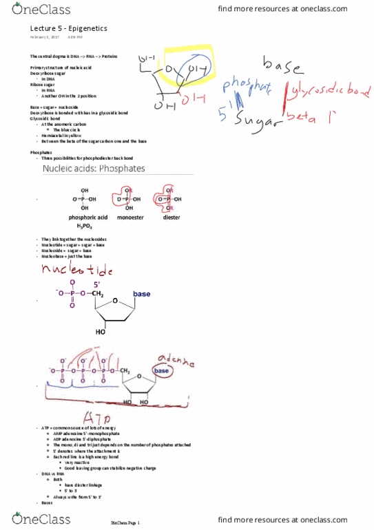 BCH 2333 Lecture Notes - Lecture 5: Anomer, Ester, Nucleobase thumbnail