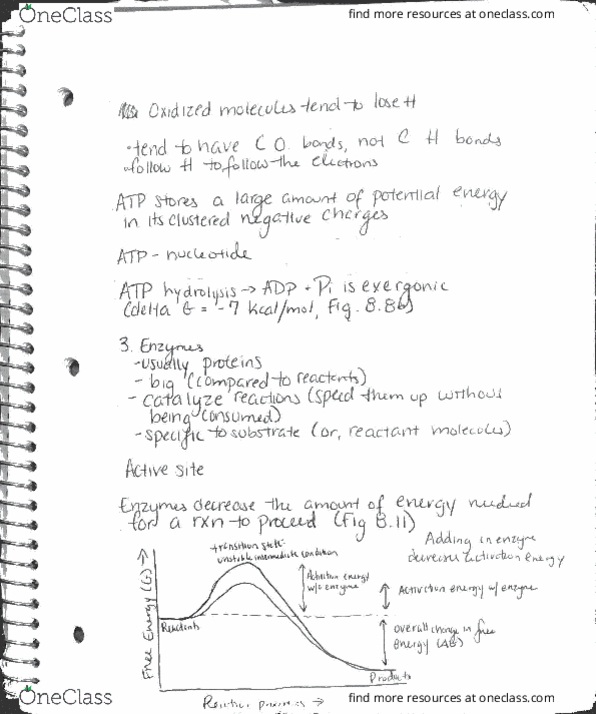 BISC207 Lecture Notes - Lecture 14: Cytosol, Glycolysis, Vale Limited thumbnail