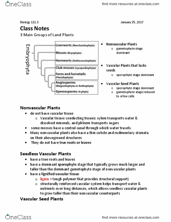 BIOL 121 Lecture Notes - Lecture 10: Non-Vascular Plant, Embryophyte, Gametophyte thumbnail