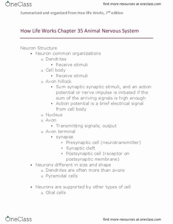 BIOLOGY 152 Chapter Notes - Chapter 35: Axon Hillock, Neuroglia, Axon Terminal thumbnail