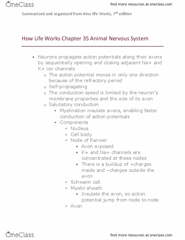 BIOLOGY 152 Chapter Notes - Chapter 35: Myelin, Axon Terminal, Electrical Synapse thumbnail