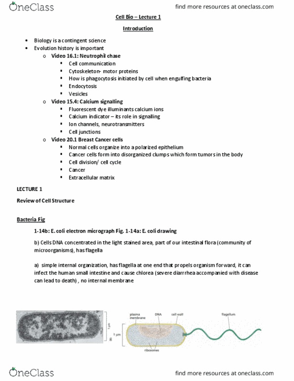 BIOL 2021 Lecture Notes - Lecture 1: Phase-Contrast Microscopy, Micrograph, Thylakoid thumbnail