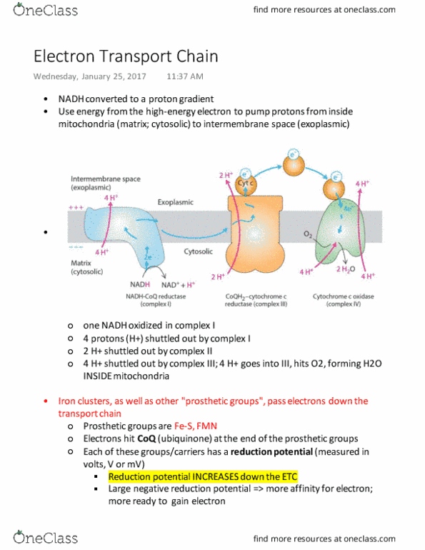 BIOL 201 Lecture Notes - Lecture 8: Electron Transport Chain, Electrochemical Gradient, Intermembrane Space thumbnail