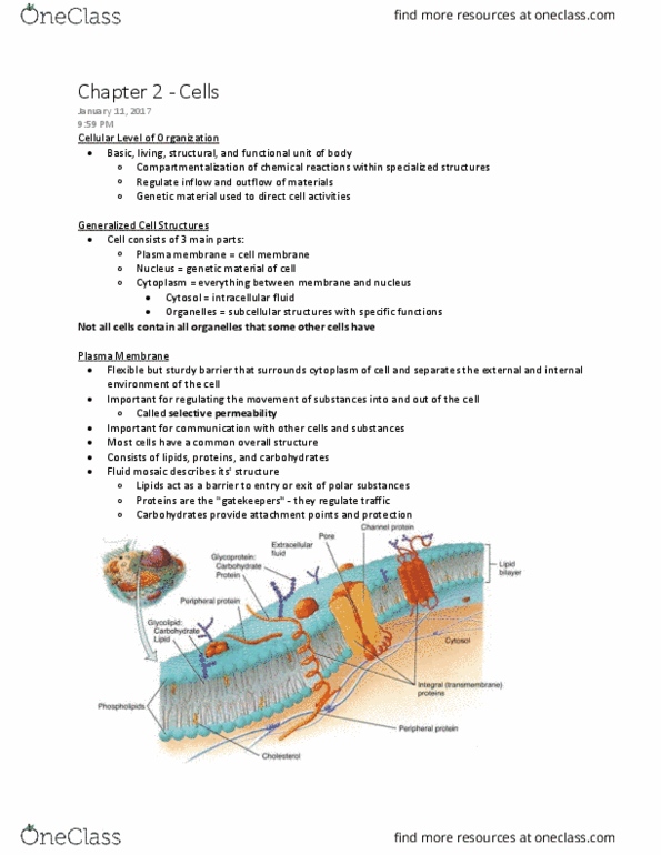 ANAT 1010 Chapter Notes - Chapter 2: Lipid Bilayer, Extracellular Fluid, Membrane Protein thumbnail