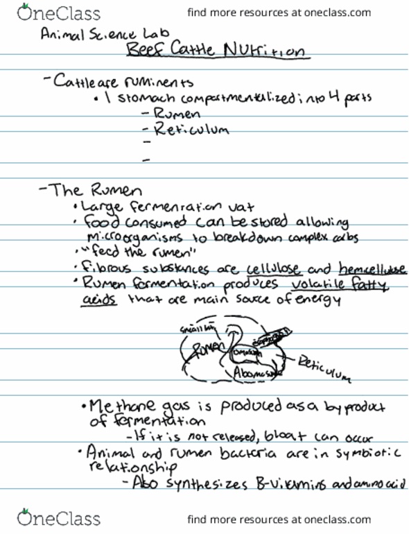 ANSC 160 Lecture Notes - Lecture 4: Rumen, Scrotum, Plast thumbnail