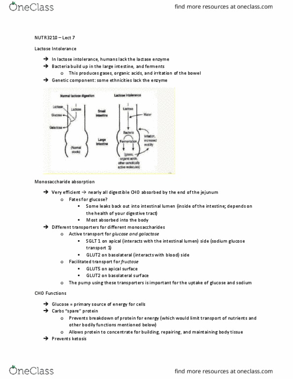 NUTR 3210 Lecture Notes - Lecture 7: Pentose Phosphate Pathway, Glycogen Synthase, Glycogen Phosphorylase thumbnail