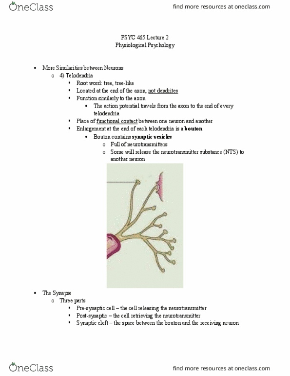 PSYC 465 Lecture Notes - Lecture 2: Axon, Resting Potential, Neuroglia thumbnail
