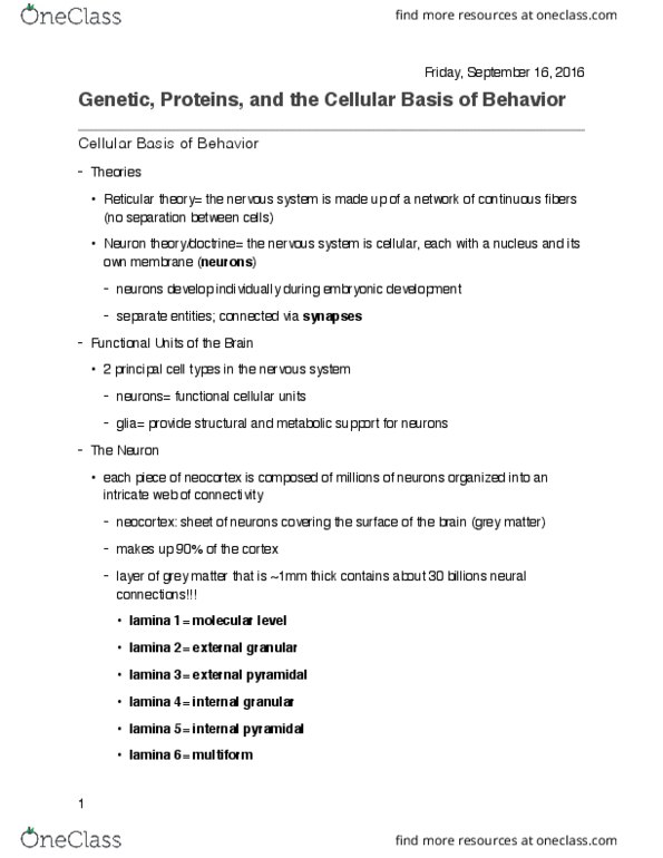 PSYC 3458 Lecture Notes - Lecture 5: Marginal Nucleus Of Spinal Cord, Grey Matter, Neocortex thumbnail