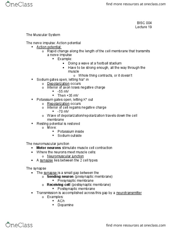 BI SC 004 Lecture Notes - Lecture 19: Neuromuscular Junction, Action Potential, Motor Neuron thumbnail
