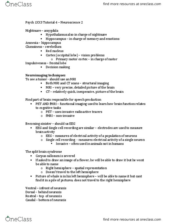 PSYCH 1XX3 Lecture Notes - Lecture 2: Primary Motor Cortex, Neuraxis, Corpus Callosum thumbnail