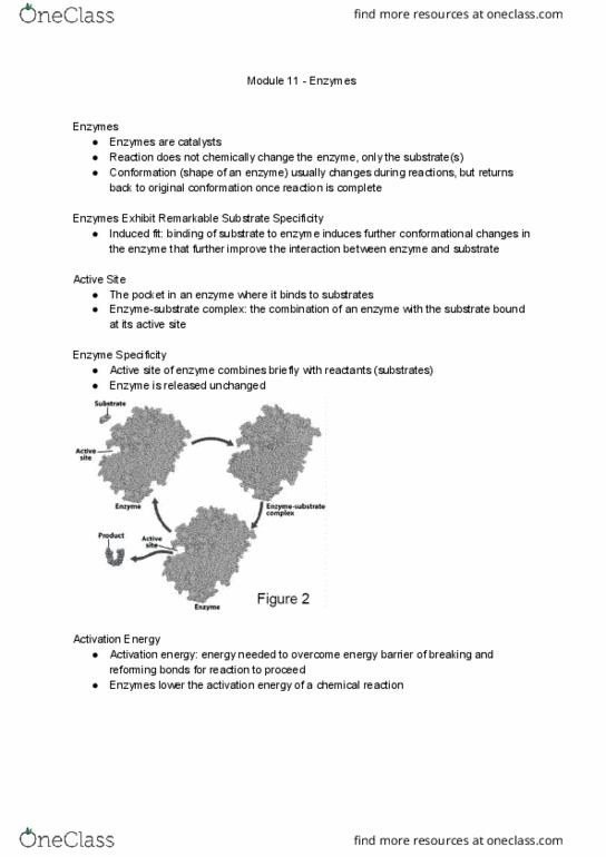 BI110 Chapter Notes - Chapter 11: Activation Energy, Enzyme, Allosteric Regulation thumbnail