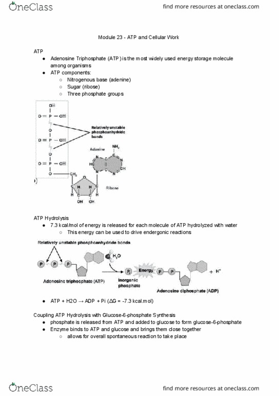BI110 Chapter Notes - Chapter 23: Atp Hydrolysis, Endergonic Reaction, Nitrogenous Base thumbnail