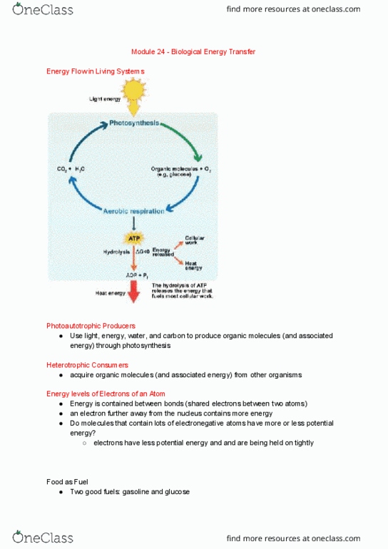 BI110 Chapter Notes - Chapter 24: Phototroph, Electronegativity, Nicotinamide Adenine Dinucleotide thumbnail