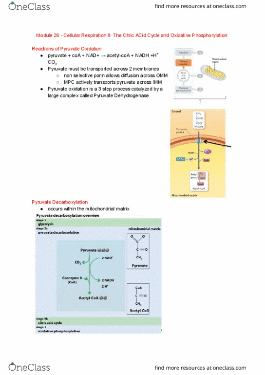 BI110 Chapter Notes - Chapter 26: Citric Acid Cycle, Nadh Dehydrogenase, Electron Transport Chain thumbnail