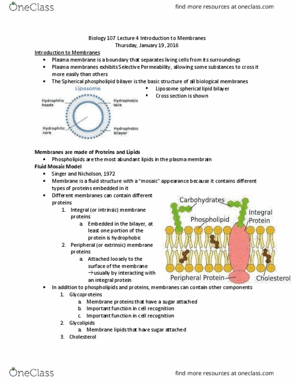 BIOL107 Lecture Notes - Lecture 4: Fluid Mosaic Model, Lipid Bilayer, Membrane Lipids thumbnail