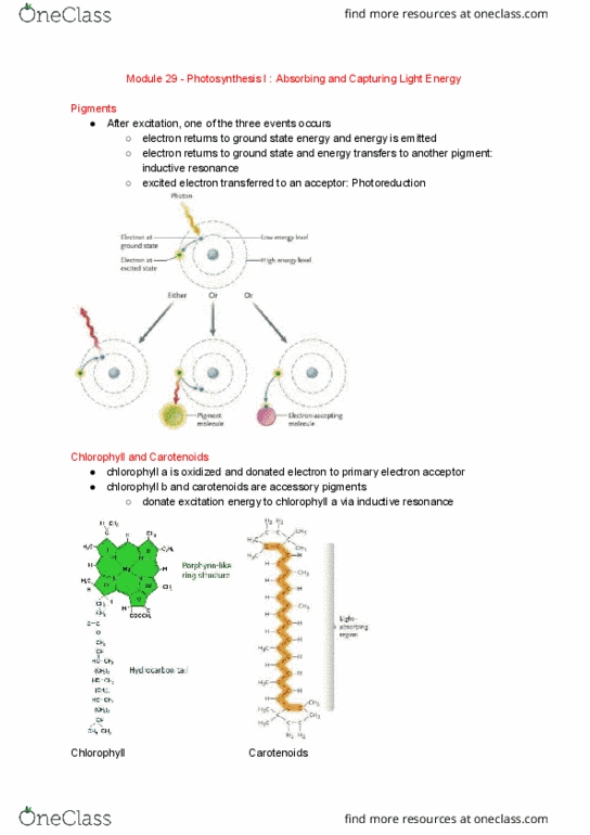 BI110 Chapter Notes - Chapter 29: Accessory Pigment, Chlorophyll, Photosynthesis thumbnail