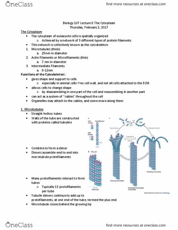 BIOL107 Lecture Notes - Lecture 8: Intermediate Filament, Tubulin, Centrosome thumbnail