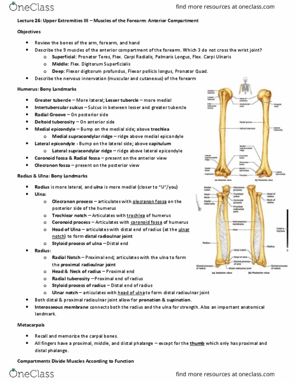 Anatomy and Cell Biology 3319 Lecture Notes - Lecture 26: Flexor Carpi Ulnaris Muscle, Flexor Carpi Radialis Muscle, Flexor Pollicis Longus Muscle thumbnail