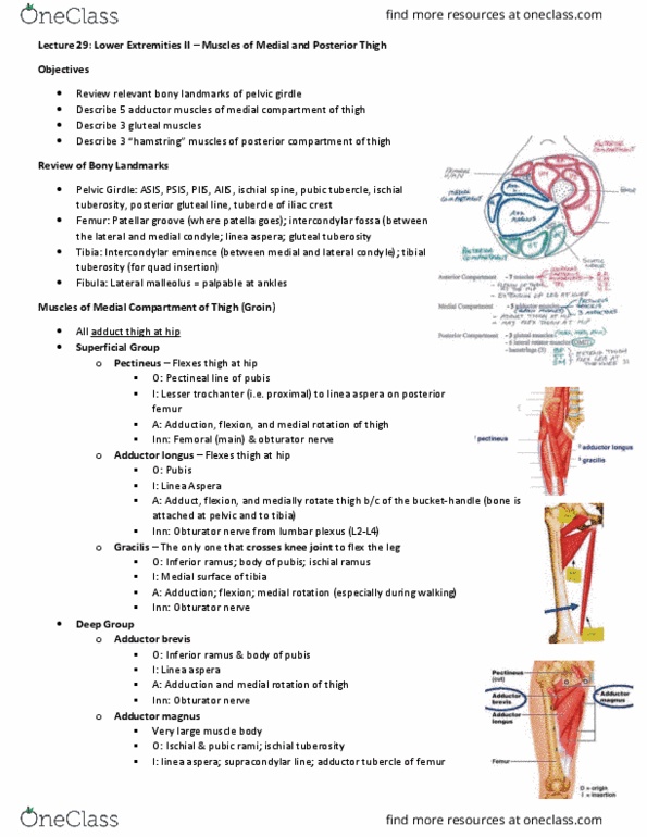 Anatomy and Cell Biology 3319 Lecture Notes - Lecture 29: Ischial Tuberosity, Gluteal Tuberosity, Inferior Gluteal Nerve thumbnail
