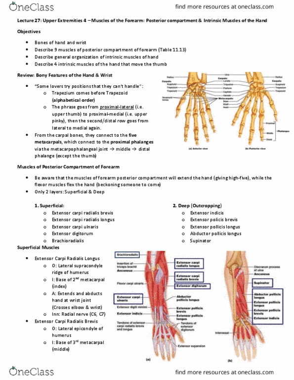 Anatomy and Cell Biology 3319 Lecture Notes - Lecture 27: Extensor Carpi Ulnaris Muscle, Extensor Pollicis Longus Muscle, Extensor Pollicis Brevis Muscle thumbnail