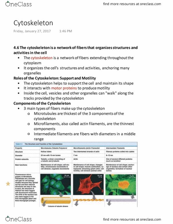 LIFE 120 Lecture Notes - Lecture 7: Microtubule Organizing Center, Globular Protein, Centrosome thumbnail