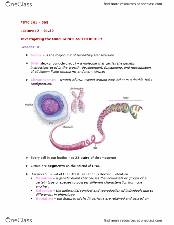 PSYC 101 Lecture Notes - Lecture 12: Tabula Rasa, Y Chromosome, Encephalization thumbnail