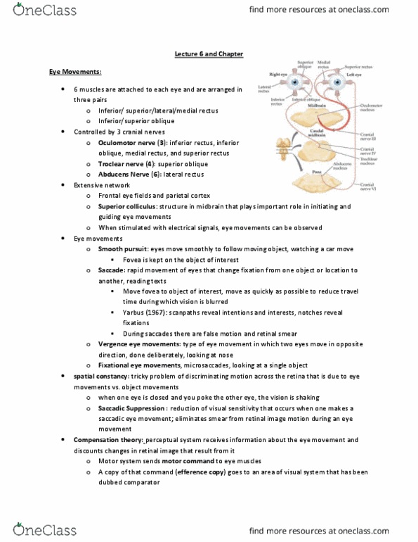 PSYB57H3 Chapter Notes - Chapter 6: Saccade, Binocular Vision, Inferior Rectus Muscle thumbnail