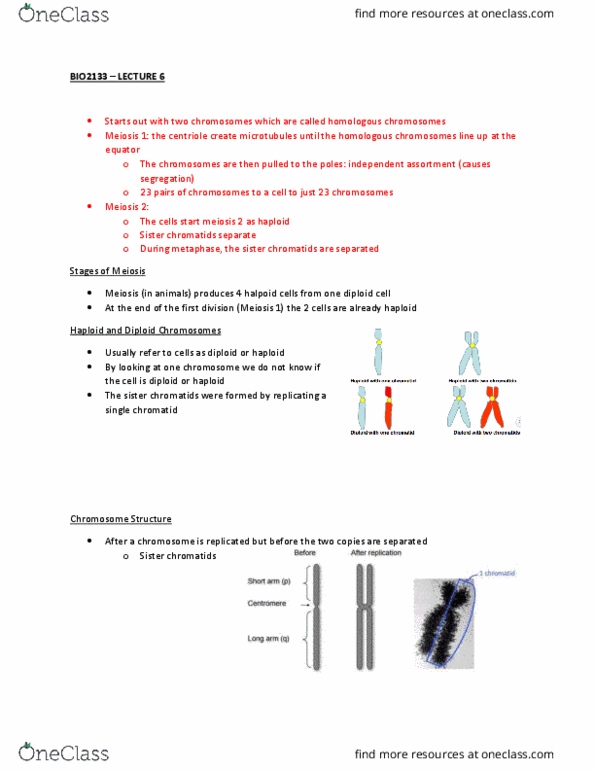 BIO 2133 Lecture Notes - Lecture 6: Zygote, Chromosome Abnormality, Eukaryote thumbnail