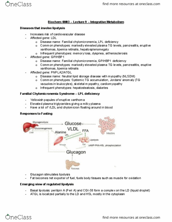 BIOCHEM 4M03 Lecture Notes - Lecture 9: Glycogenolysis, Carnitine, Atherosclerosis thumbnail