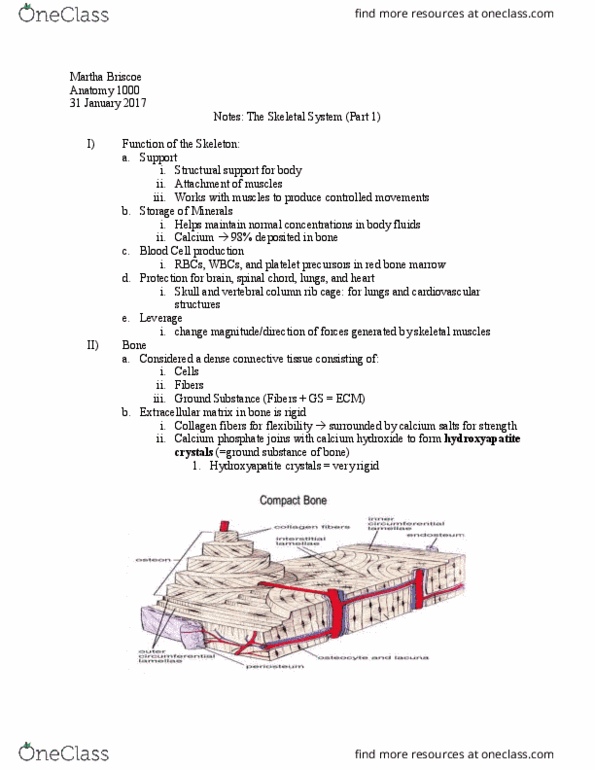 ANAT 1000 Lecture Notes - Lecture 5: Bone Marrow, Osteoclast, Medullary Cavity thumbnail