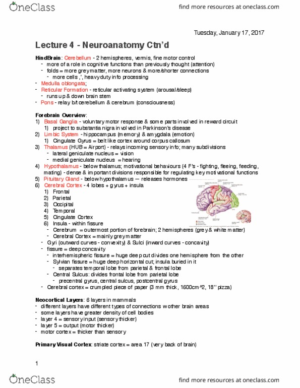 Psychology 2220A/B Lecture Notes - Lecture 4: Medial Geniculate Nucleus, Visual Cortex, Basal Ganglia thumbnail