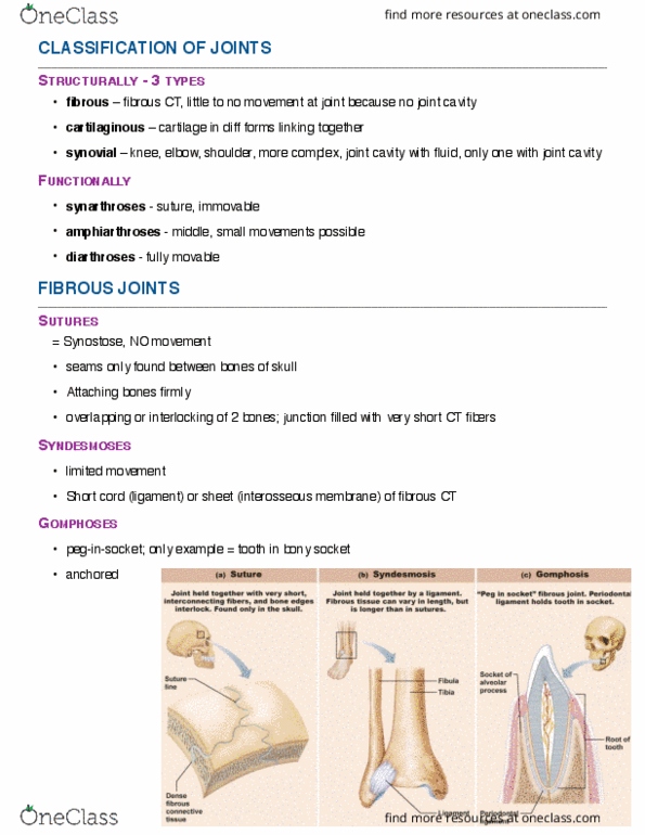 ANP 1106 Lecture Notes - Lecture 6: Joint Capsule, Muscle Tone, Ulna thumbnail