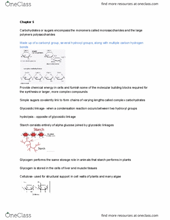 BISC207 Chapter Notes - Chapter 5-6: Hydrolysis, Hydrophile, Glycogen thumbnail