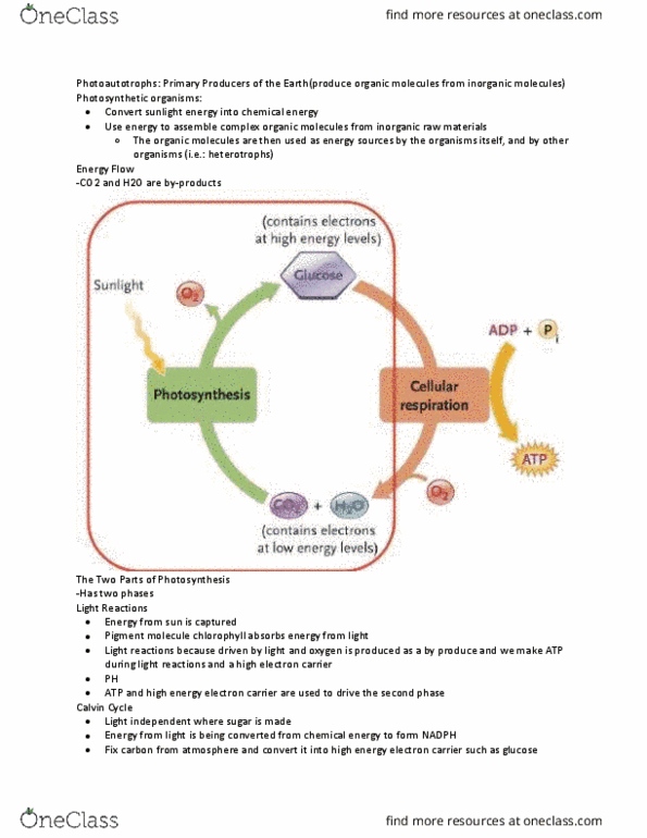 BI110 Lecture Notes - Lecture 20: Light-Independent Reactions, Phosphate, Chloroplast thumbnail