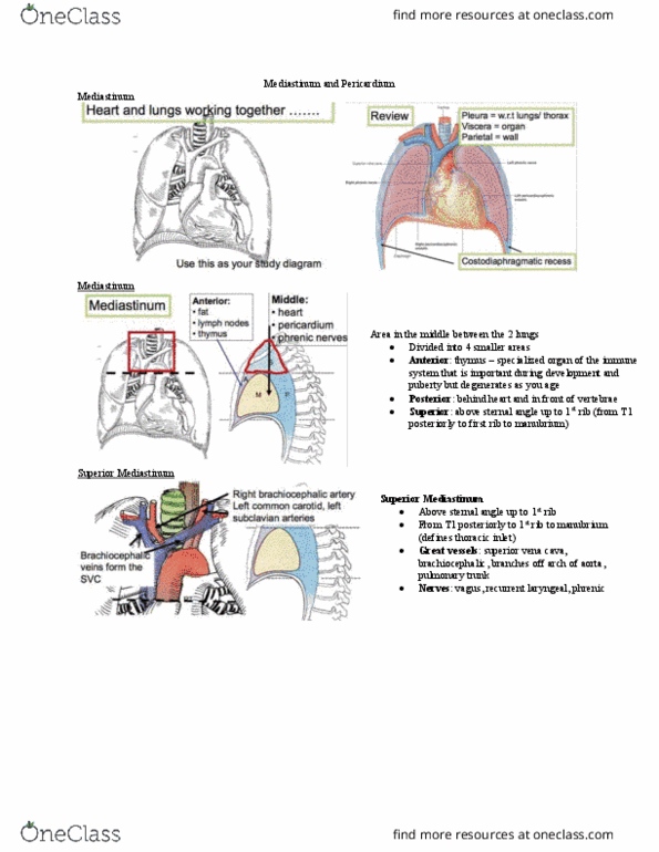 Anatomy and Cell Biology 2221 Lecture Notes - Lecture 9: Brachiocephalic Artery, Great Vessels, Myocardial Infarction thumbnail