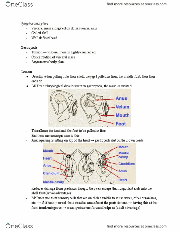 BIO 2135 Lecture Notes - Lecture 9: Body Plan, Filter Feeder, Gastrointestinal Tract thumbnail