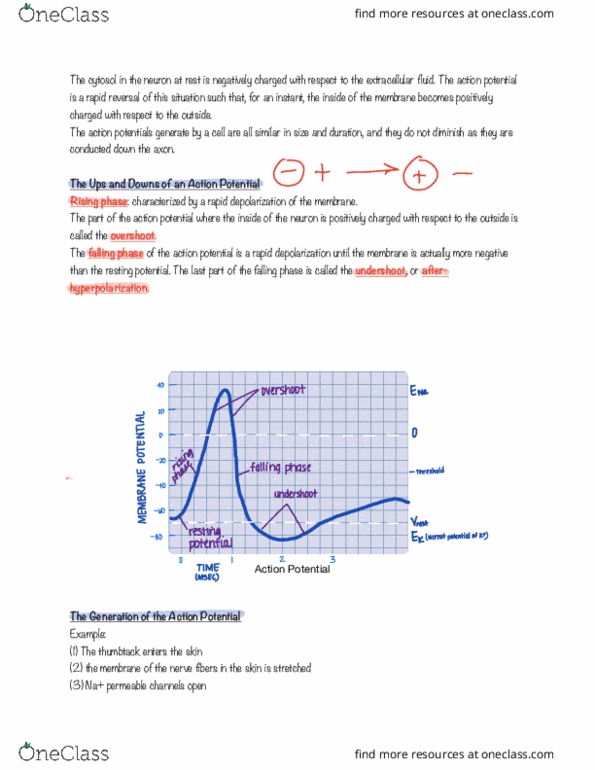 BIOL 300 Chapter Notes - Chapter 4: Resting Potential, University Of Manchester, Cytosol thumbnail