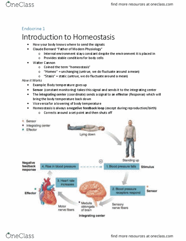 BIOM 3200 Lecture Notes - Lecture 1: Blood Plasma, Pineal Gland, Phospholipid thumbnail