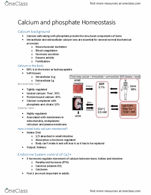 BIOM 3200 Lecture Notes - Lecture 3: Collagen, Hypoparathyroidism, Intestinal Epithelium thumbnail